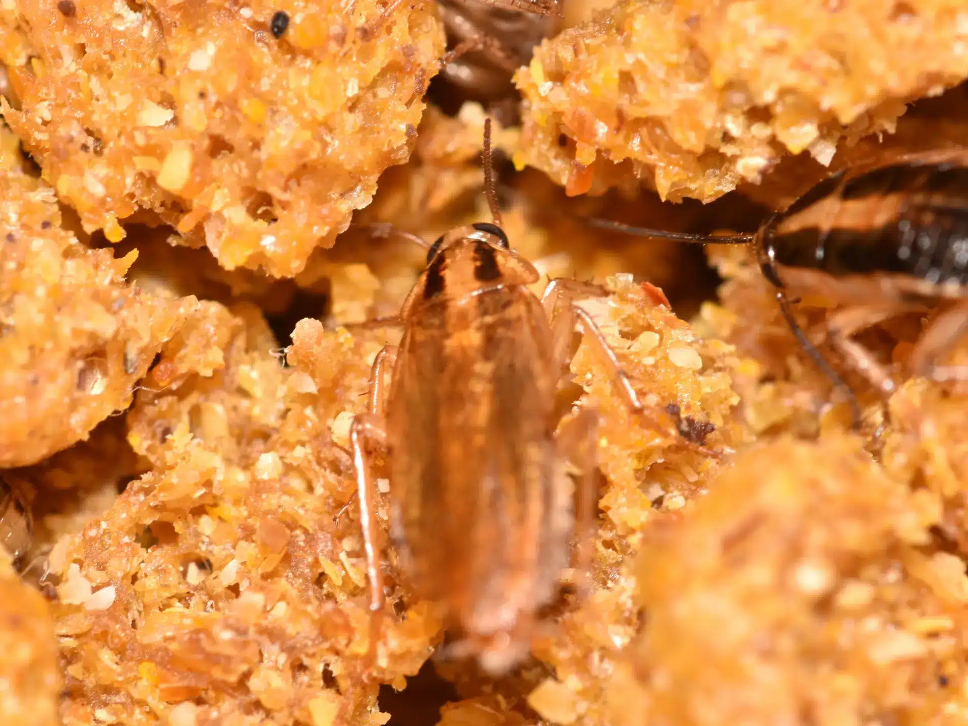 Cockroaches in Toronto