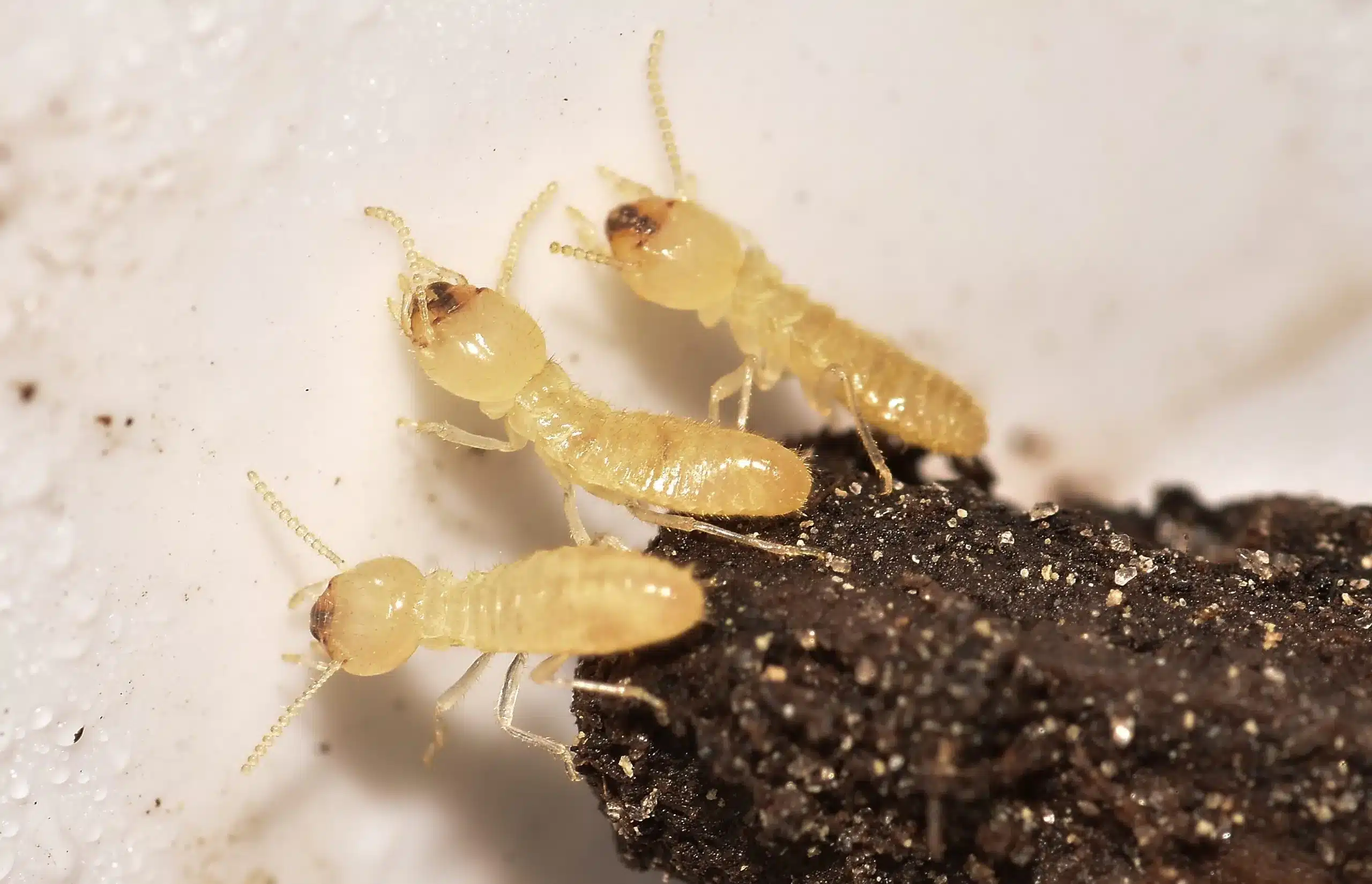 How do Termites get Into your house?