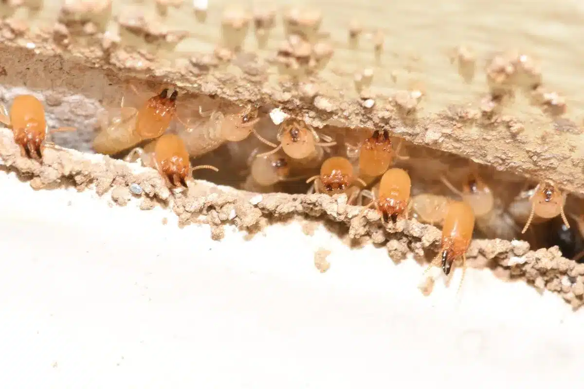 How do You know if you have Termites?