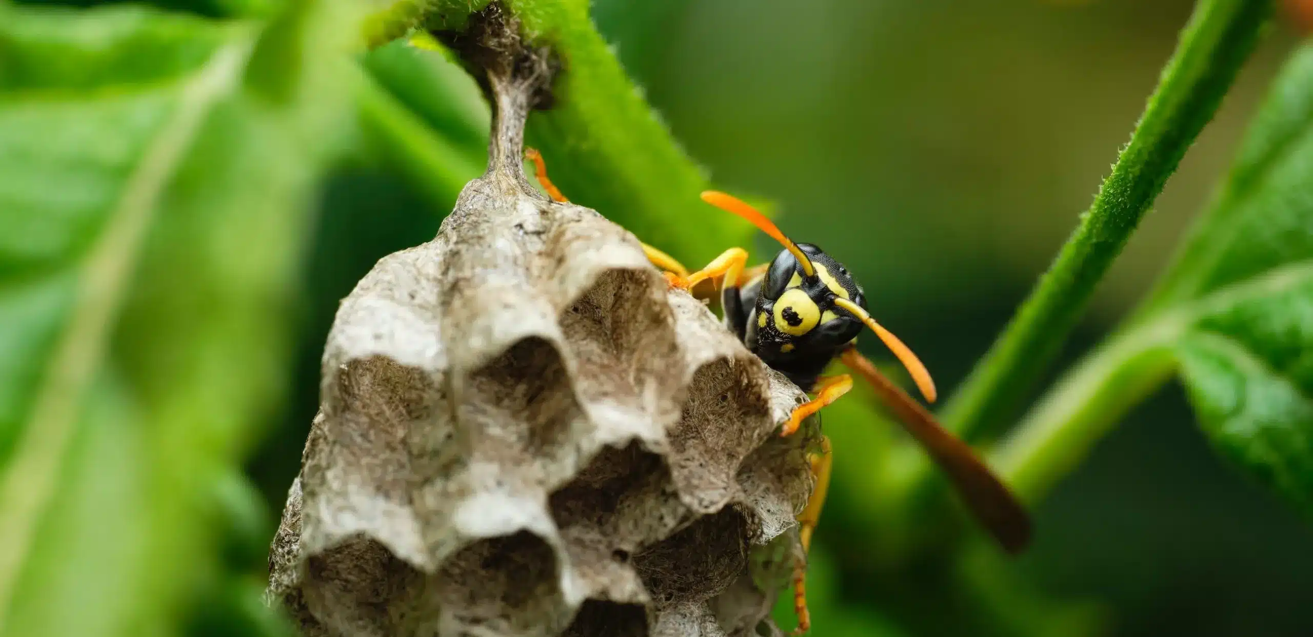 What you need to know this wasp season in Toronto
