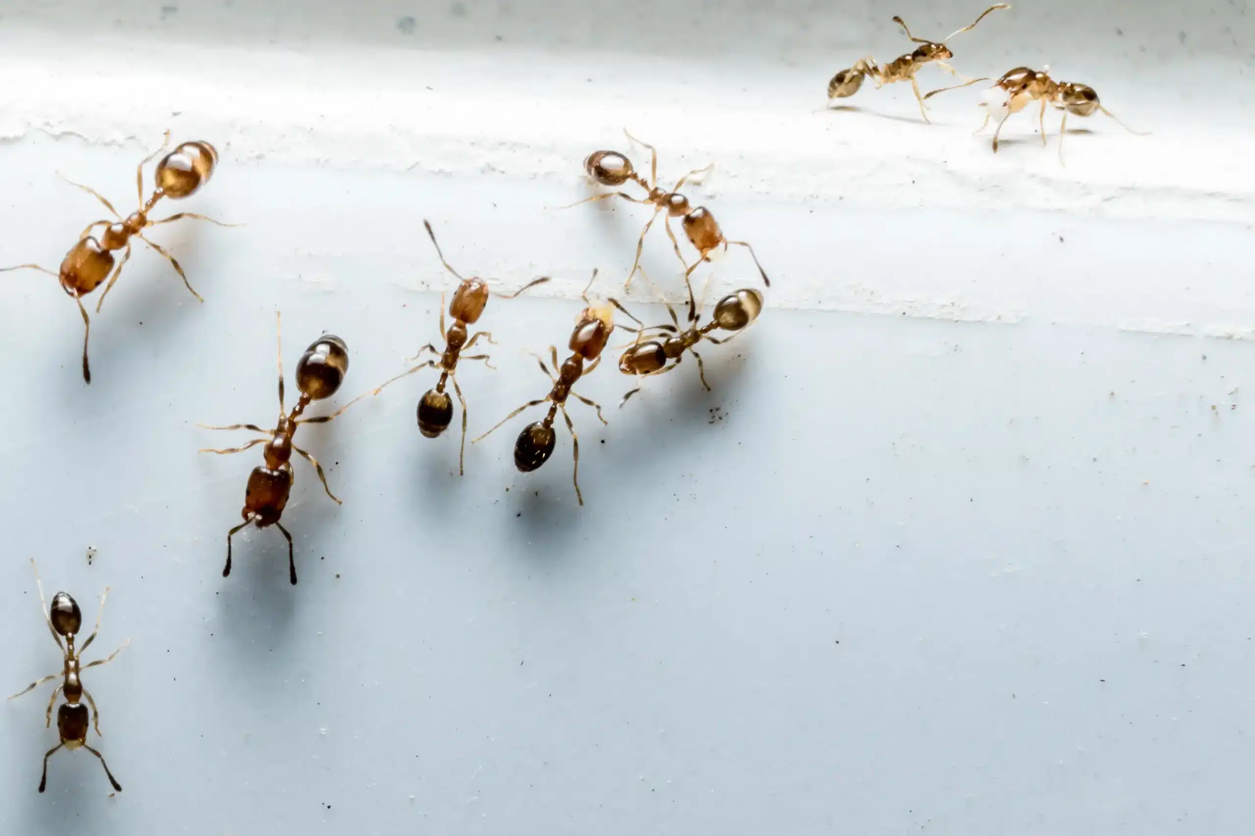 ants