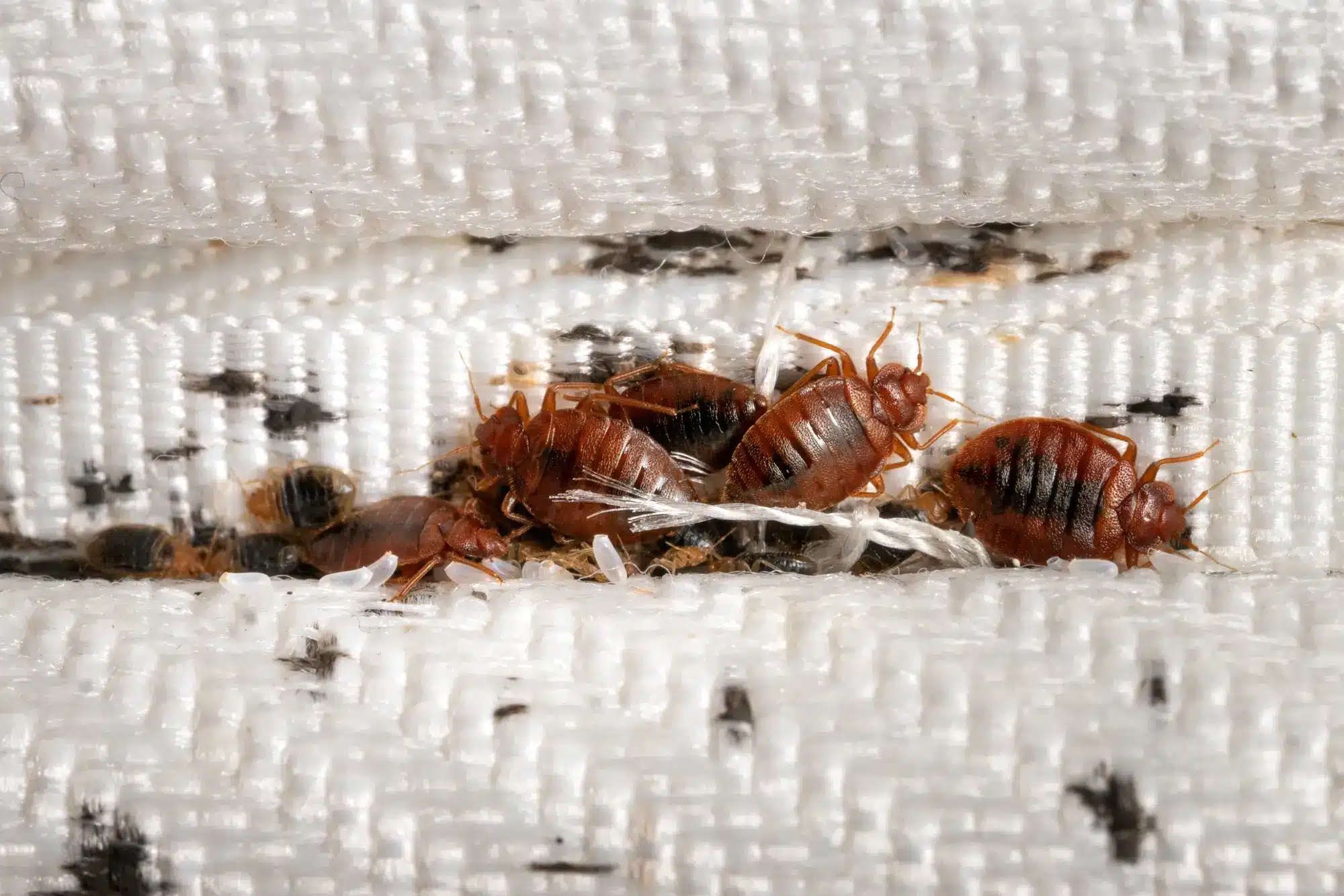 Bed Bug Treatments