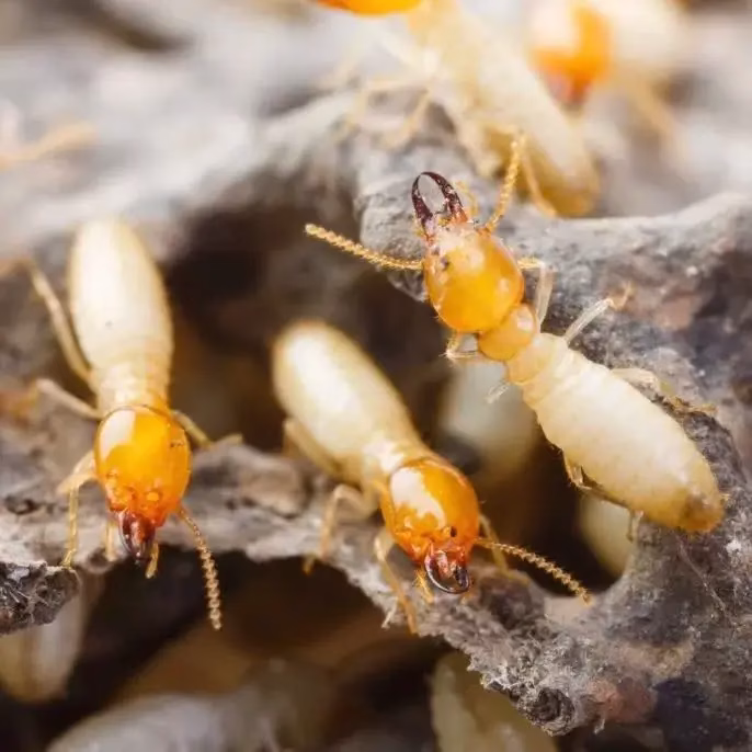 Termite colonies