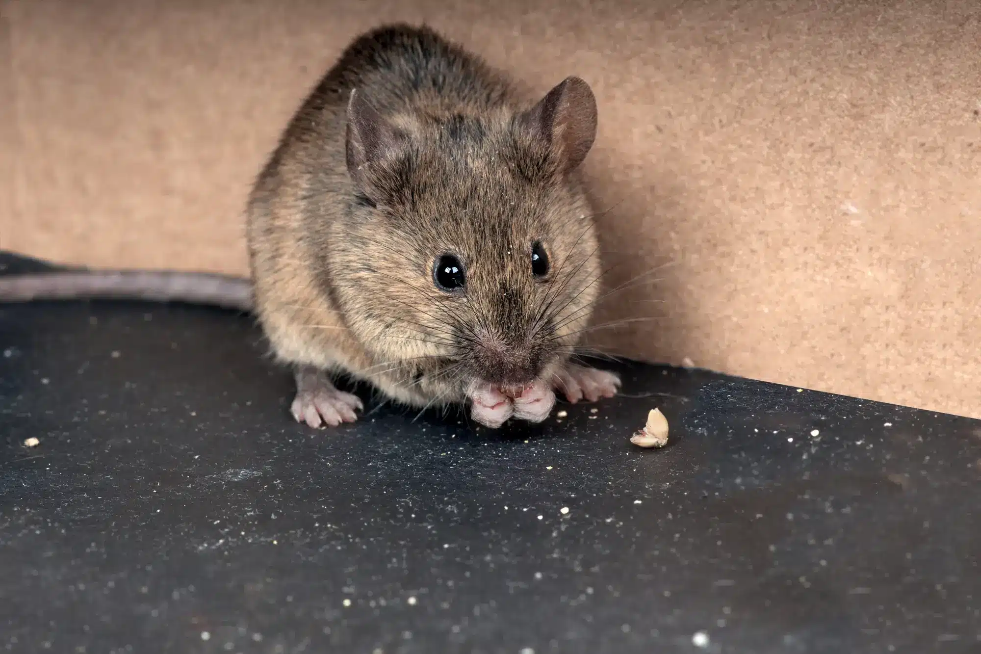Mice Treatments