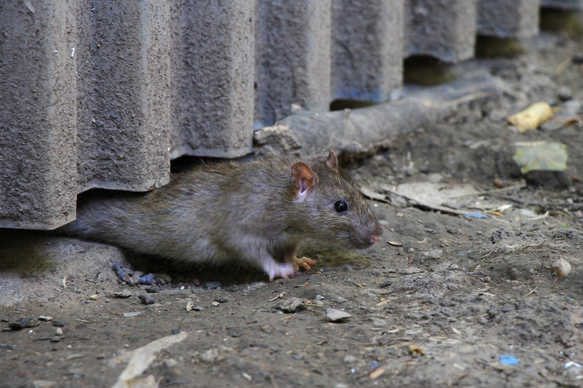 Rat Treatments