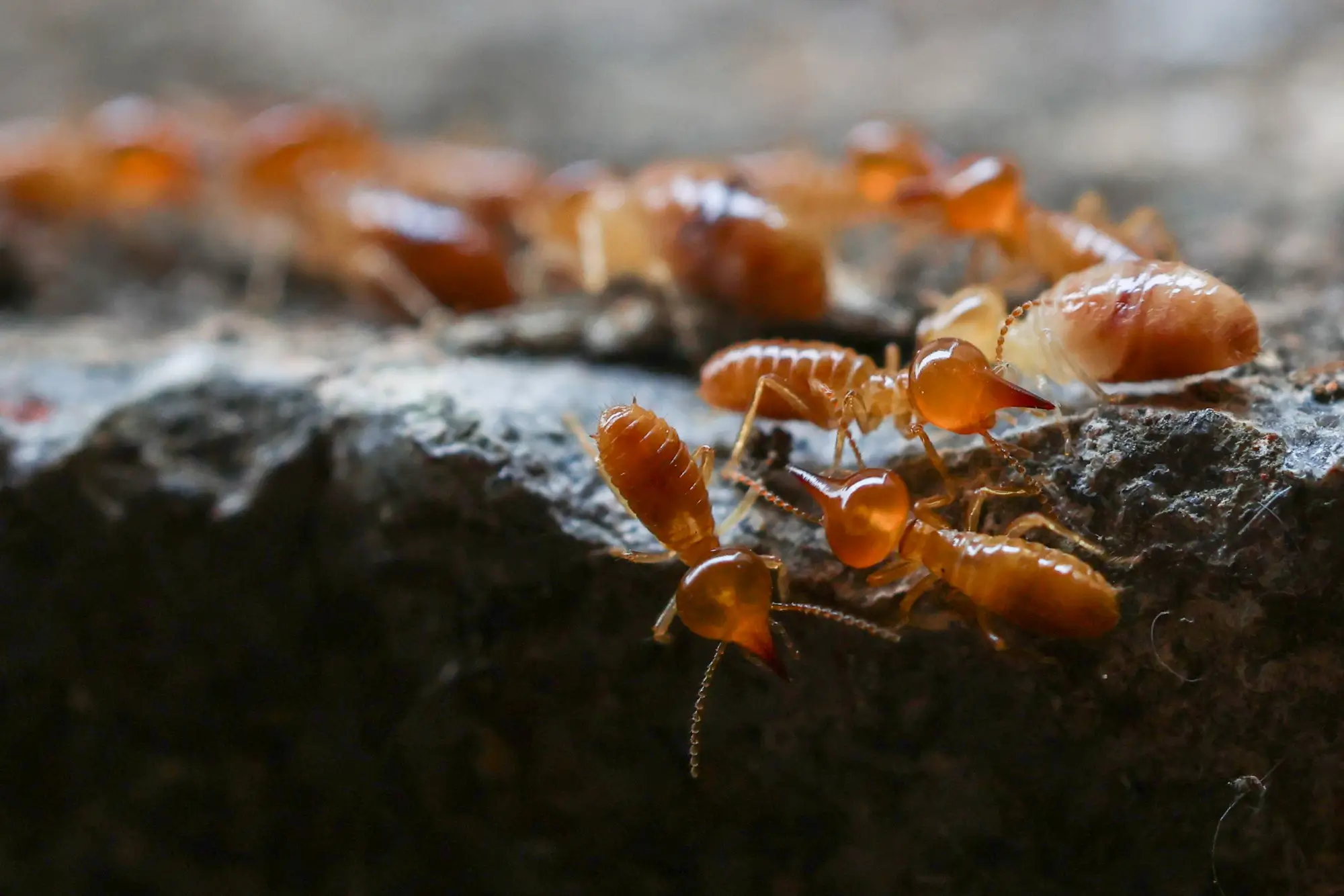 termites