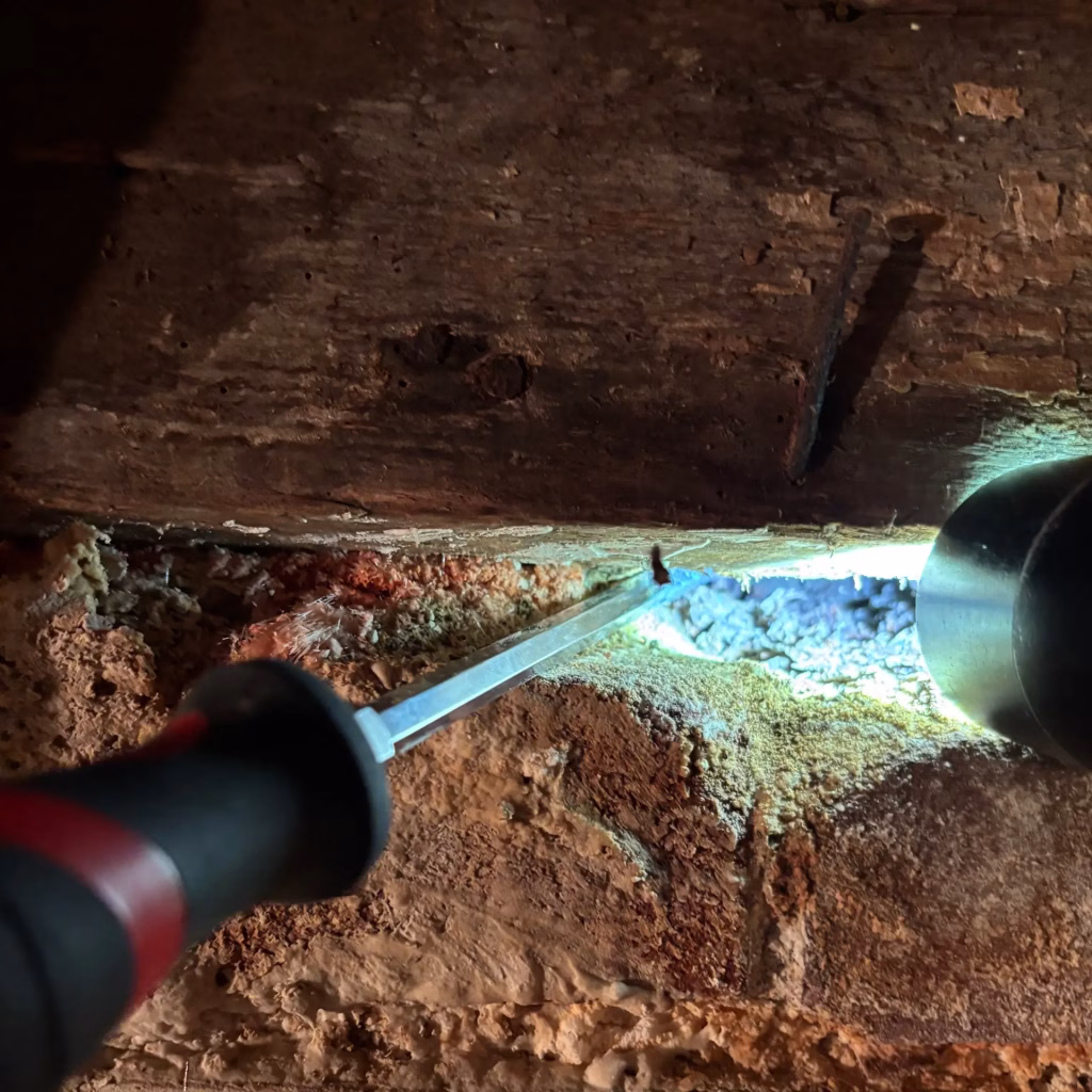 Subterranean termites