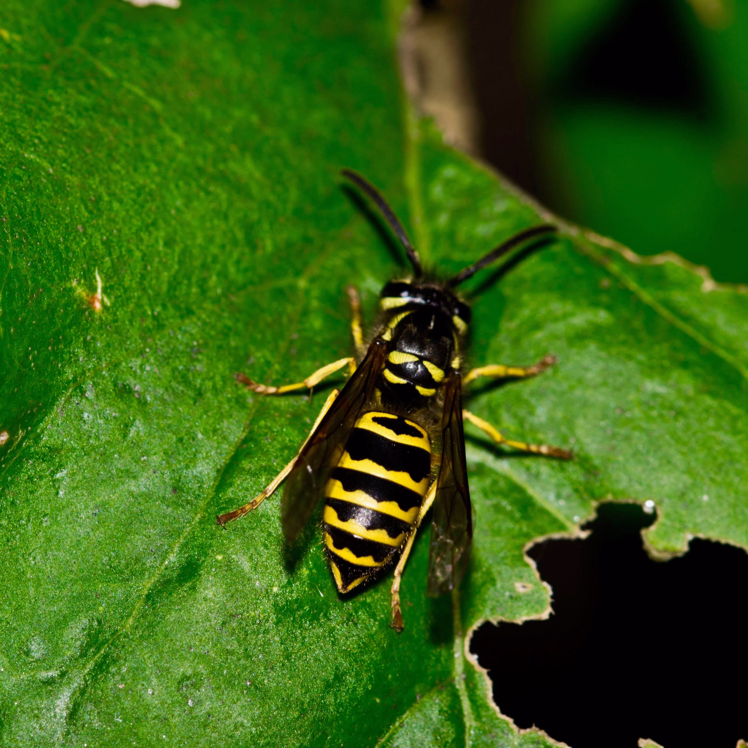 Wasp Treatments